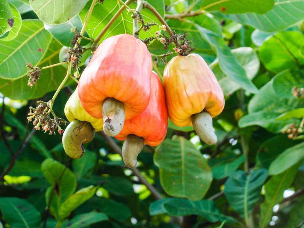 น้ำผมมะม่วงหิมพานต์