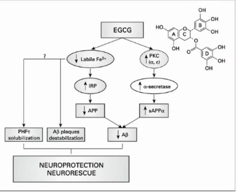 EGCG การปกป้องระบบประสาท